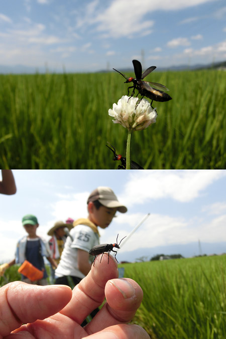 マメハンミョウ