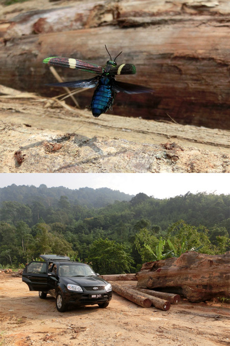 タマムシの飛翔