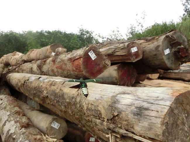 再びタマムシの飛翔