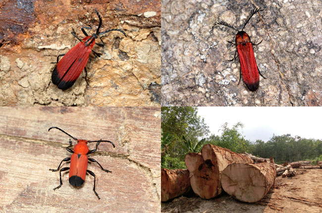 ベニボタルに擬態