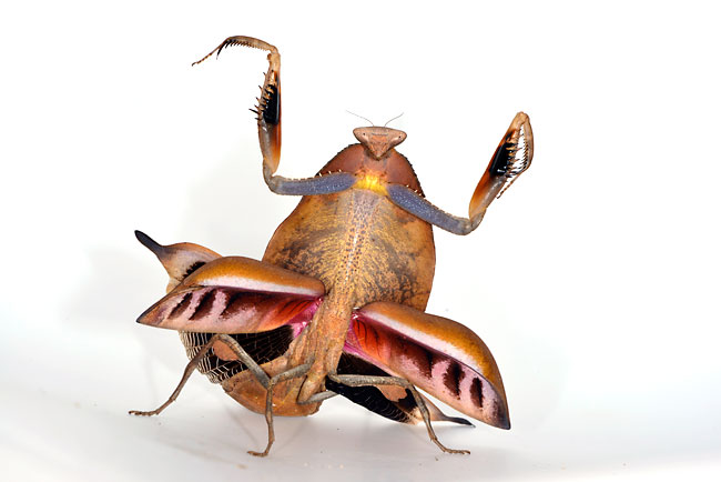 マルムネカレハカマキリの威嚇