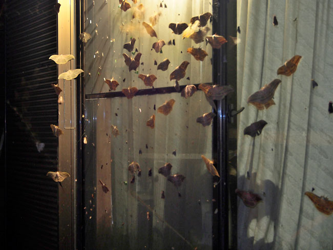 窓にたくさんのヤママユ