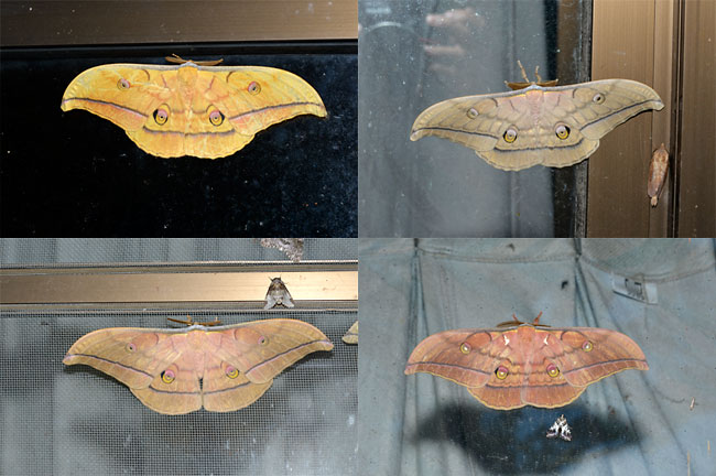 ヤママユの色彩変異