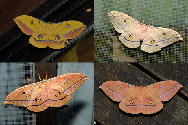 ヤママユの色彩変異2 メス