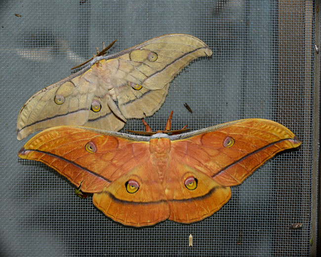 大きなヤママユ