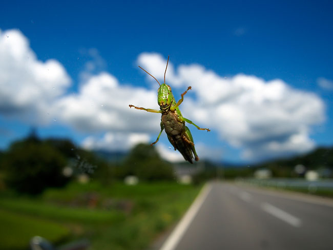 イナゴの季節