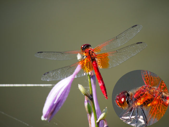 真っ赤なネキトンボ
