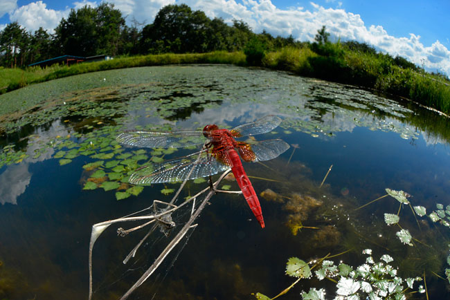 ショウジョウトンボ