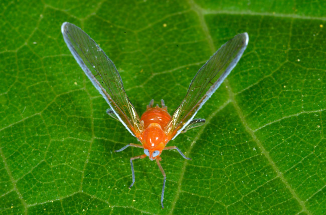 アカハネナガウンカ