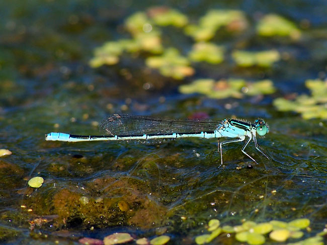 セスジイトトンボ