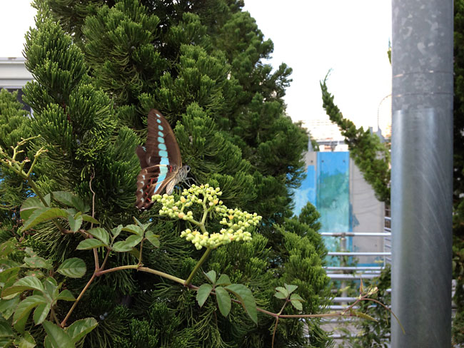 アオスジアゲハ