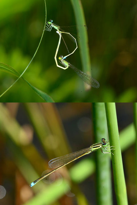 アジアイトトンボ