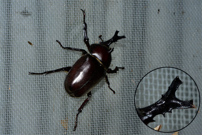 カブトムシの角の奇形