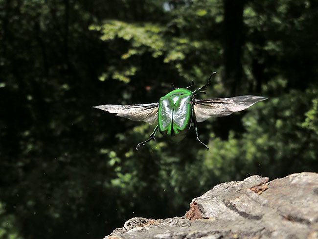 アオカナブンの飛翔