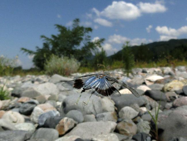カワラバッタの飛翔