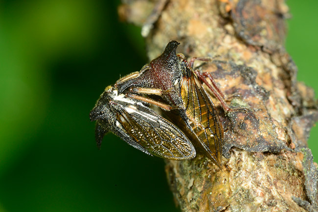 ニトベツノゼミの交尾