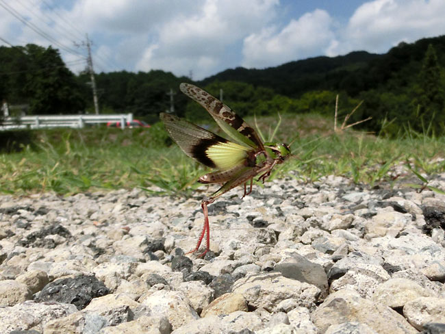 クルマバッタの飛翔