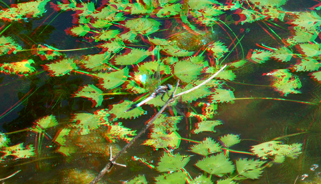 シオカラトンボ(アナグリフ３D)