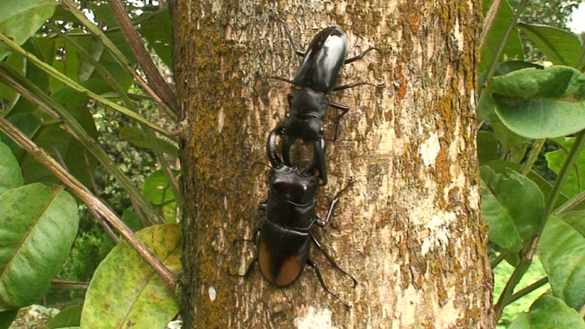 リノケロスフタマタクワガタVSパリ-フタマタクワガタ（セアカフタマタクワガタ）