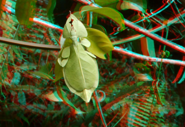 コノハムシのアナグリフ３D