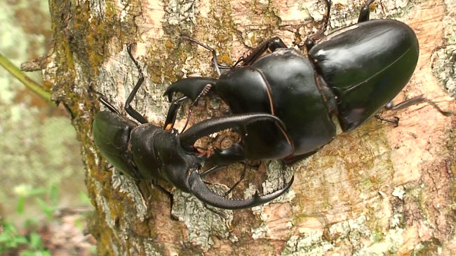 リノケロスフタマタクワガタVSアルキデスヒラタクワガタ