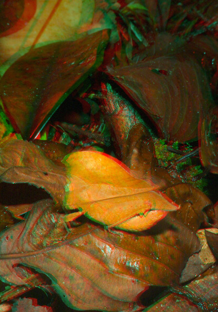 カレハバッタのアナグリフ３Ｄ写真