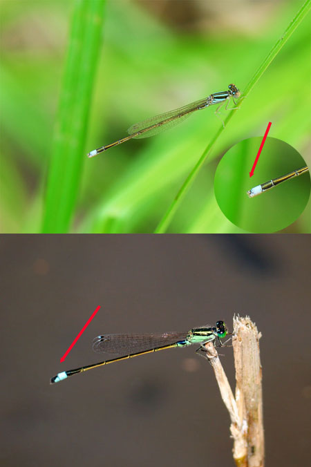 アオモンイトトンボとアジアイトトンボ