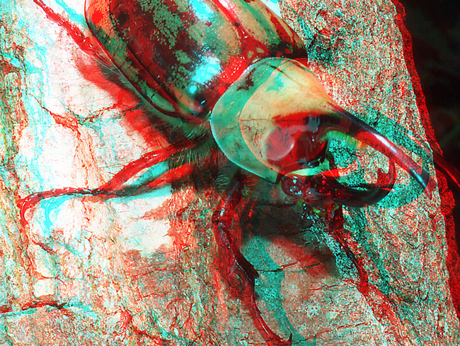 グラントシロカブトのアナグリフ３D写真