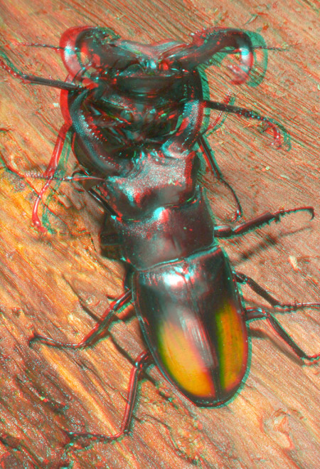 セアカフタマタクワガタの闘い　アナグリフ３D写真