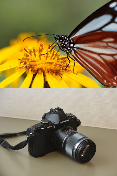 60mmマクロがオリンパスからリリース