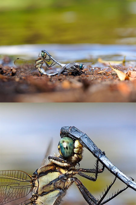 シオカラトンボの交接（60mmマクロ）