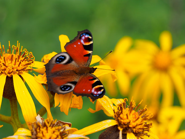 クジャクチョウ（60ｍｍマクロ）