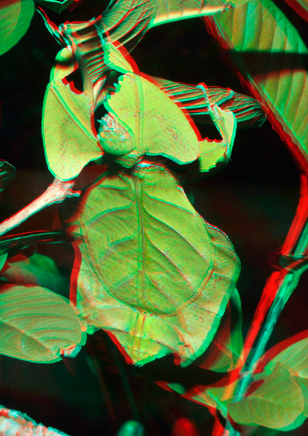 オオコノハムシのアナグリフ3D