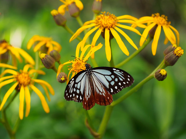 アサギマダラを60mmマクロ開放で