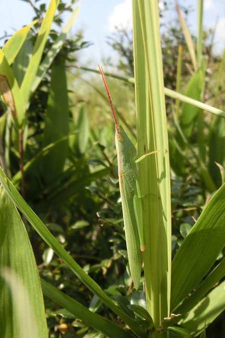 ショウリョウバッタモドキ