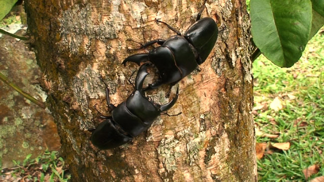 アルキデスヒラタクワガタVSスマトラヒラタクワガタ