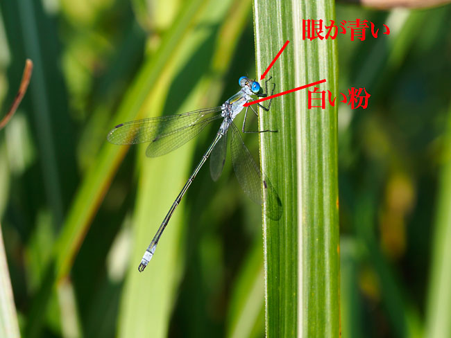 アオイトトンボ