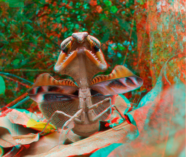 ヒシムネカレハカマキリのアナグリフ３D写真