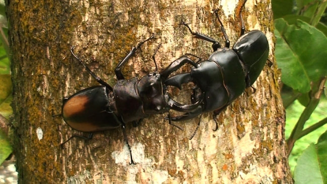 パリーフタマタクワガタ(セアカフタマタクワガタ）VSスマトラヒラタクワガタ