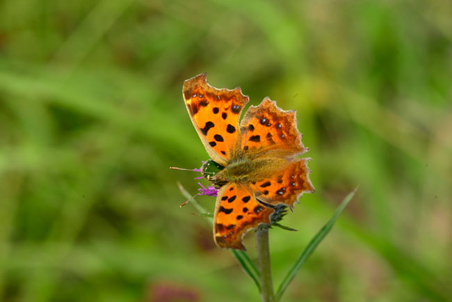 秋型のキタテハ