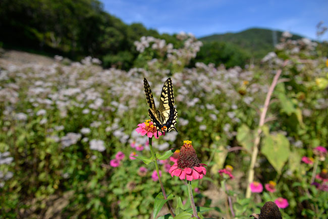 D600標準ズーム広角端でキアゲハを撮る