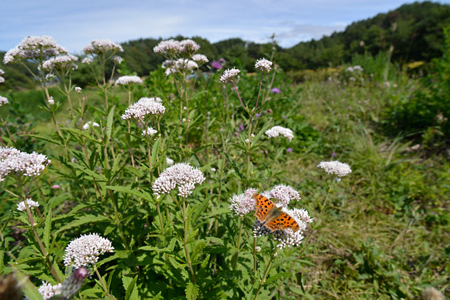 キタテハ（D600　24−85）