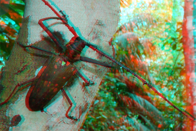 ダビデスシロスジカミキリのアナグリフ３D写真