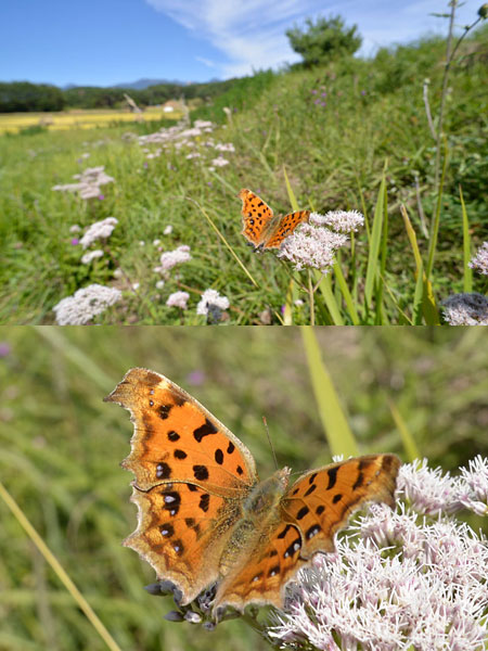 Aiニッコール20mmF2.8をD600で使う（キタテハ）