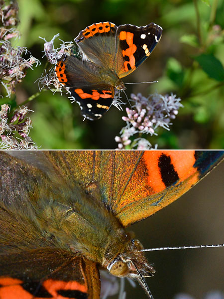 アカタテハ（UVニッコールをD600で使う）