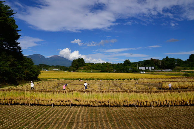 稲刈り