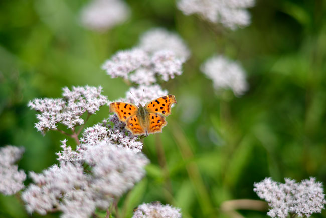 Aiニッコール105mmF1.8をD600で使う