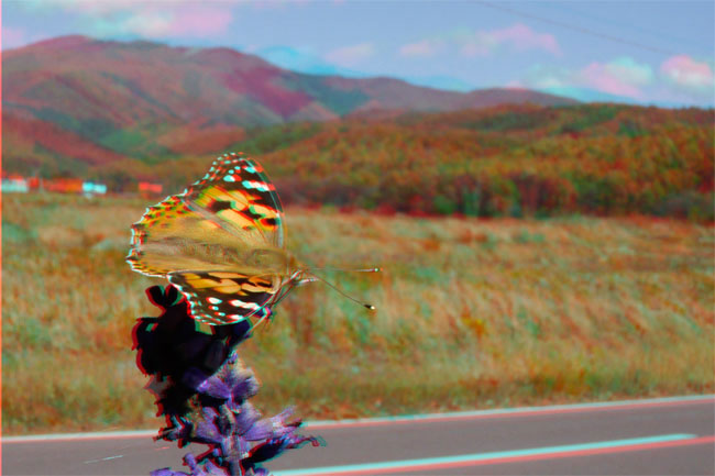 ヒメアカタテハのアナグリフ3D写真