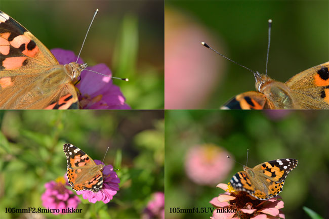 ヒメアカタテハ（マイクロニッコール　VS　UVニッコール）