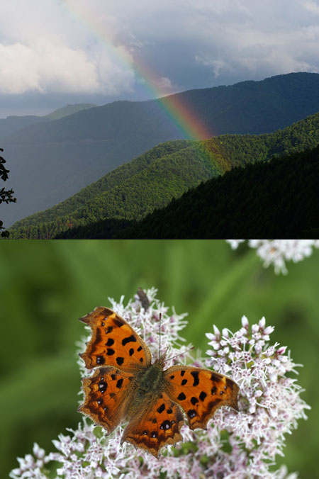 マイクロフォーサーズ用60mmマクロ発売